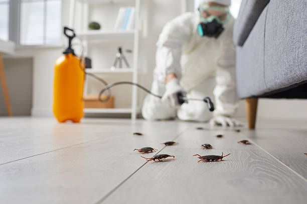 Post-Treatment Bed Bug Interceptor Monitoring in Sonora
